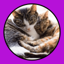 Descargar  Katzen Clicker Training Light