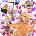 Descargar  Memes Pegatinas Gatos