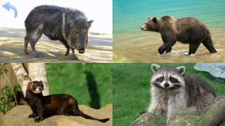Descargar Animales para Niños Juegos de aprendizaje para Android captura de pantalla 6