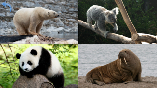 Descargar Animales para Niños Juegos de aprendizaje para Android captura de pantalla 7