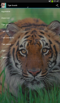 Descargar Sonidos de los gatos! Música y audio para Android captura de pantalla 3