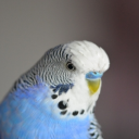 Descargar  Appp.io - Sonidos del Parakeet