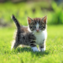 Descargar  Cat Live Wallpaper