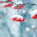 Descargar  Beautiful Winter Live Wallpape