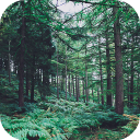 Descargar  Forest Wallpapers HD (fondos y temas)