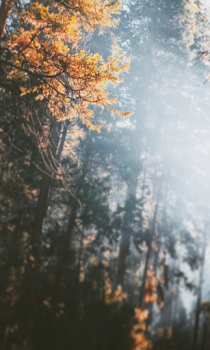Descargar Forest Wallpapers HD (fondos y temas) Personalización para Android captura de pantalla 3