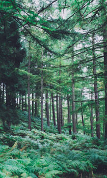 Descargar Forest Wallpapers HD (fondos y temas) Personalización para Android captura de pantalla 4