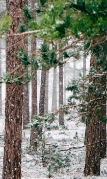 Descargar Forest Wallpapers HD (fondos y temas) Personalización para Android captura de pantalla 5