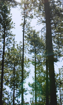 Descargar Forest Wallpapers HD (fondos y temas) Personalización para Android captura de pantalla 6