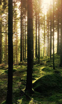Descargar Forest Wallpapers HD (fondos y temas) Personalización para Android captura de pantalla 7