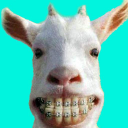 Descargar  Videos Divertidos de Animales
