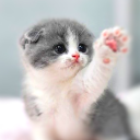 Descargar  Fondo de pantalla de gato HD