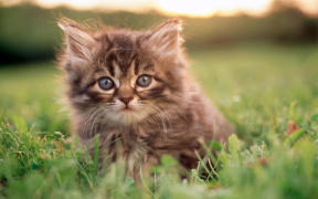 Descargar Fondo de pantalla de gato HD Personalización para Android captura de pantalla 4