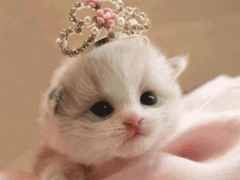 Descargar Fondo de pantalla de gato HD Personalización para Android captura de pantalla 5