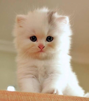 Descargar Fondo de pantalla de gato HD Personalización para Android captura de pantalla 6