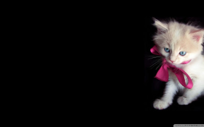 Descargar Fondo de pantalla de gato HD Personalización para Android captura de pantalla 7