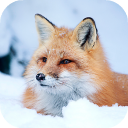 Descargar  Fox Wallpaper HD: fondos y temas