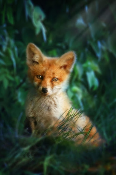 Descargar Fox Wallpaper HD: fondos y temas Personalización para Android captura de pantalla 4