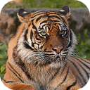 Descargar  Tiger Wallpapers HD (fondos y temas)