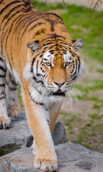Descargar Tiger Wallpapers HD (fondos y temas) Personalización para Android captura de pantalla 2