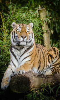 Descargar Tiger Wallpapers HD (fondos y temas) Personalización para Android captura de pantalla 3