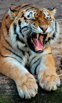 Descargar Tiger Wallpapers HD (fondos y temas) Personalización para Android captura de pantalla 4