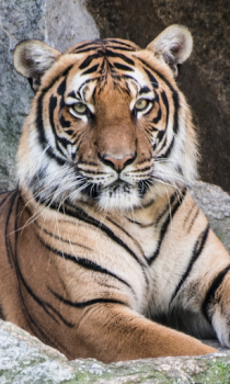 Descargar Tiger Wallpapers HD (fondos y temas) Personalización para Android captura de pantalla 5