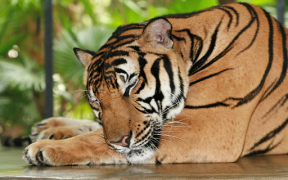 Descargar Tiger Wallpapers HD (fondos y temas) Personalización para Android captura de pantalla 6