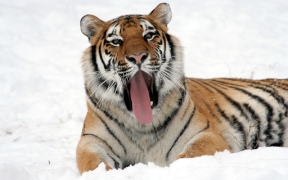 Descargar Tiger Wallpapers HD (fondos y temas) Personalización para Android captura de pantalla 7