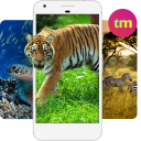 Descargar  Fondos de Pantalla de Animales