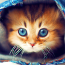 Descargar  Gatos de pantalla en vivo