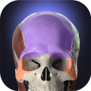 Descargar  Anatomyka - Anatomía 3D