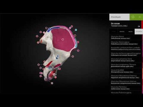 Descargar Anatomyka - Anatomía 3D Medicamento para Android captura de pantalla 8