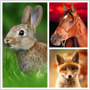 Descargar  Animales Fondos De Pantalla