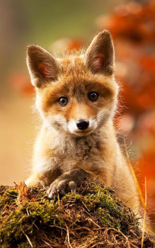 Descargar Animales Fondos De Pantalla Personalización para Android captura de pantalla 2