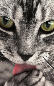 Descargar Animales Fondos De Pantalla Personalización para Android captura de pantalla 3