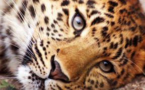 Descargar Animales Fondos De Pantalla Personalización para Android captura de pantalla 7