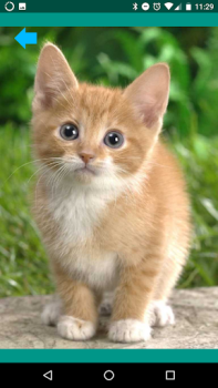 Descargar Sonidos de animal Entretenimiento para Android captura de pantalla 3
