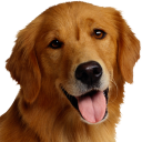 Descargar  Dog Breeds