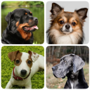 Descargar  Razas de perros - Quiz!