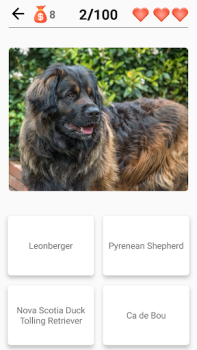 Razas de perros - Quiz!
