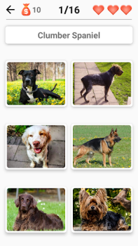 Razas de perros - Quiz!