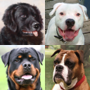 Descargar  Perros: Foto-quiz sobre razas
