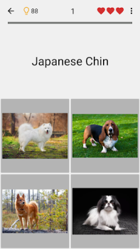 Perros: Foto-quiz sobre razas