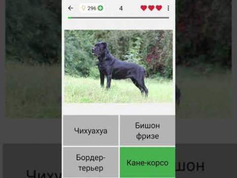 Perros: Foto-quiz sobre razas