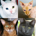 Descargar  Gatos - Prueba sobre las razas