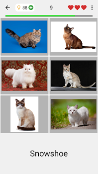 Gatos - Prueba sobre las razas