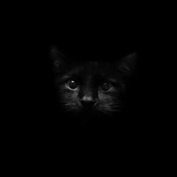 Descargar Negro Fondos Animados Personalización para Android captura de pantalla 5