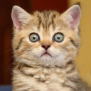 Descargar  Cat sounds - play with cats