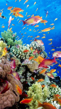 Acuario Fondos Animados